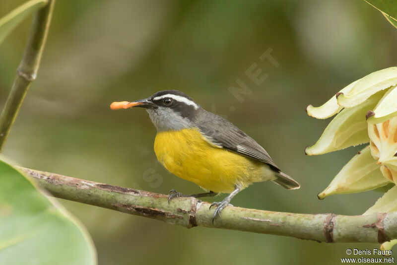 Bananaquit