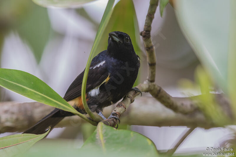 Fulvous-crested Tanager male adult