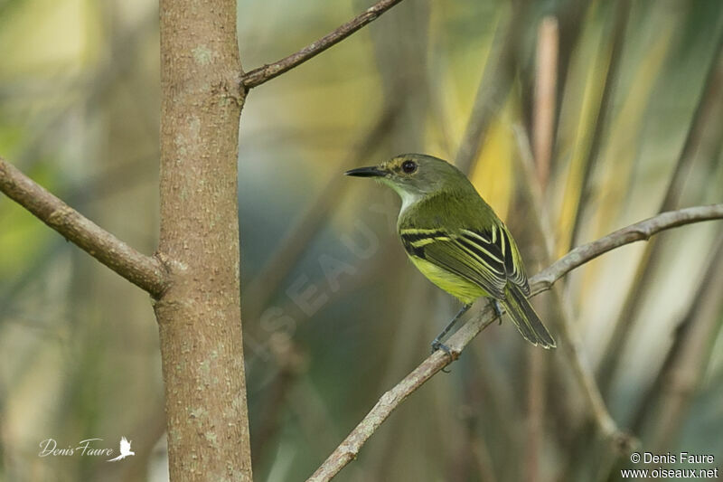 Smoky-fronted Tody-Flycatcheradult