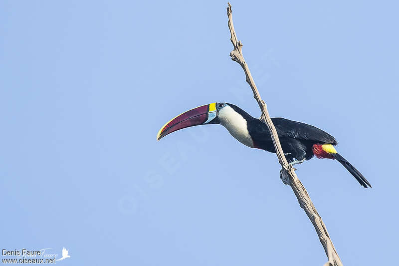 Toucan à bec rougeadulte, identification