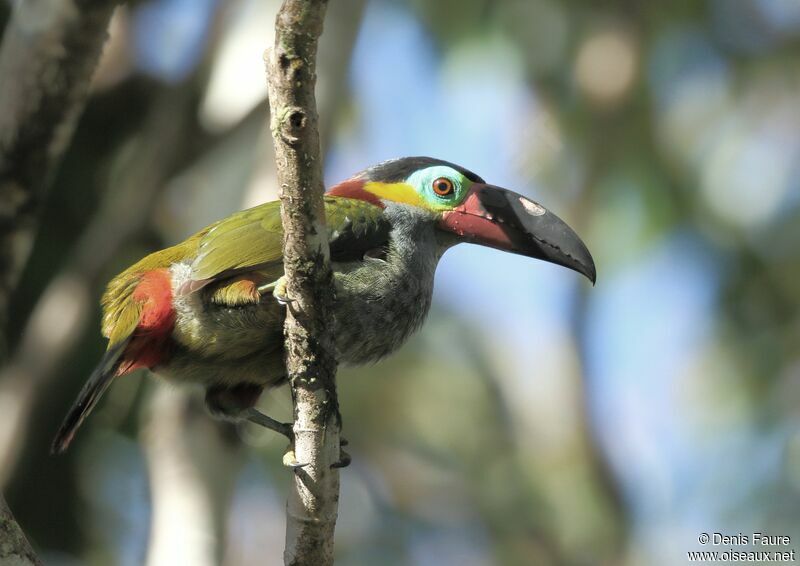 Guianan Toucanet