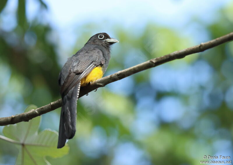 Trogon à queue blanche