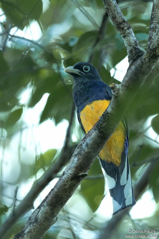 Green-backed Trogon male adult