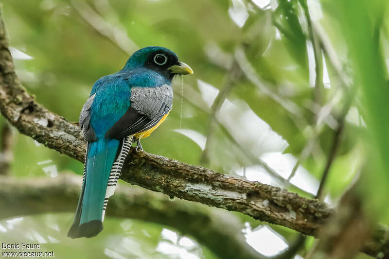 Amazonian Black-throated Trogon male adult