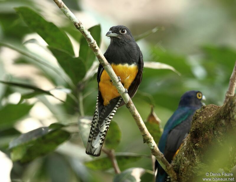 Guianan Trogonadult, eats