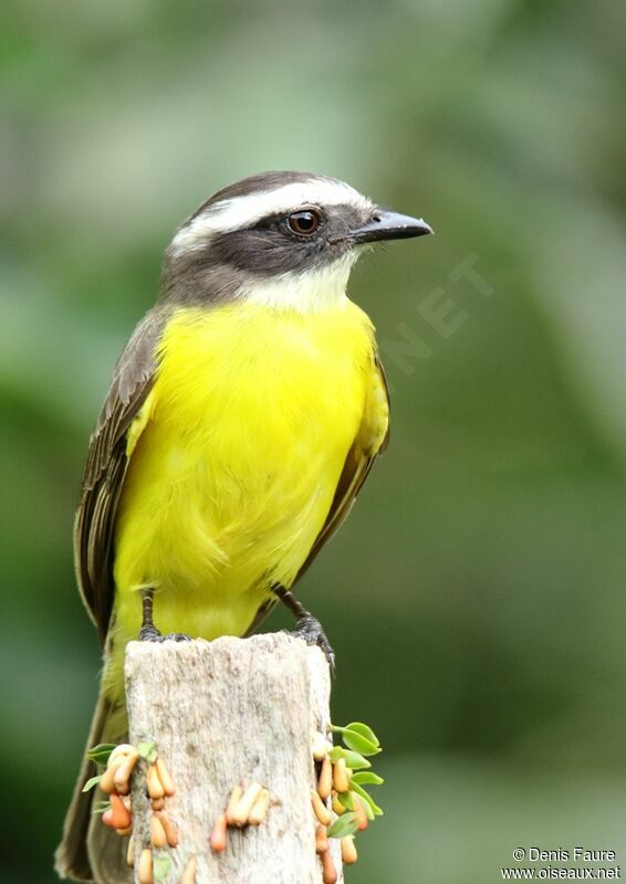 Rusty-margined Flycatcher