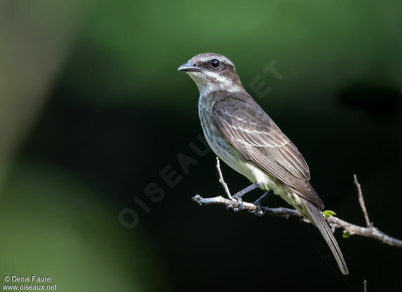 Piratic Flycatcher