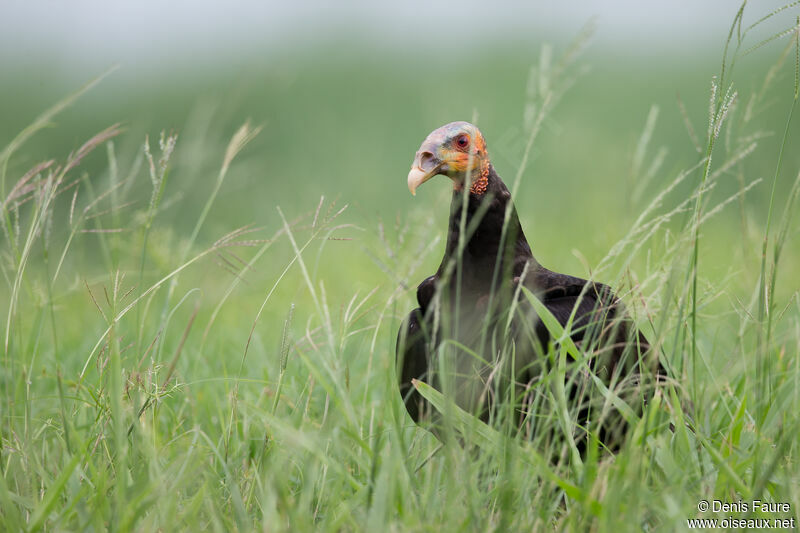 Lesser Yellow-headed Vultureadult