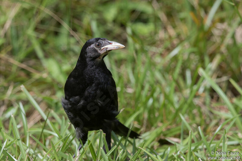 Giant Cowbirdjuvenile