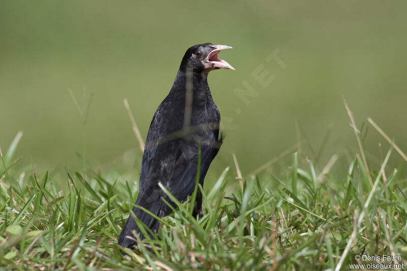 Giant Cowbirdjuvenile