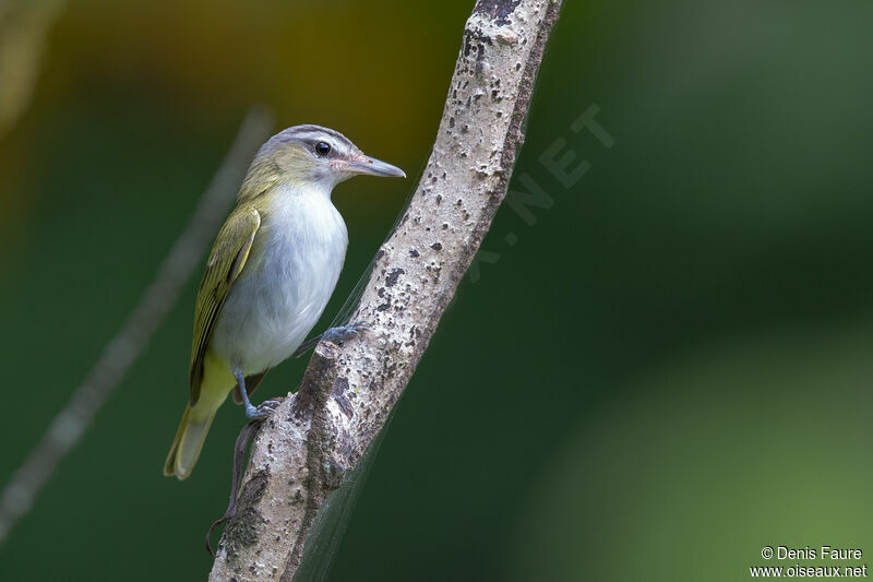 Red-eyed Vireojuvenile, identification, pigmentation