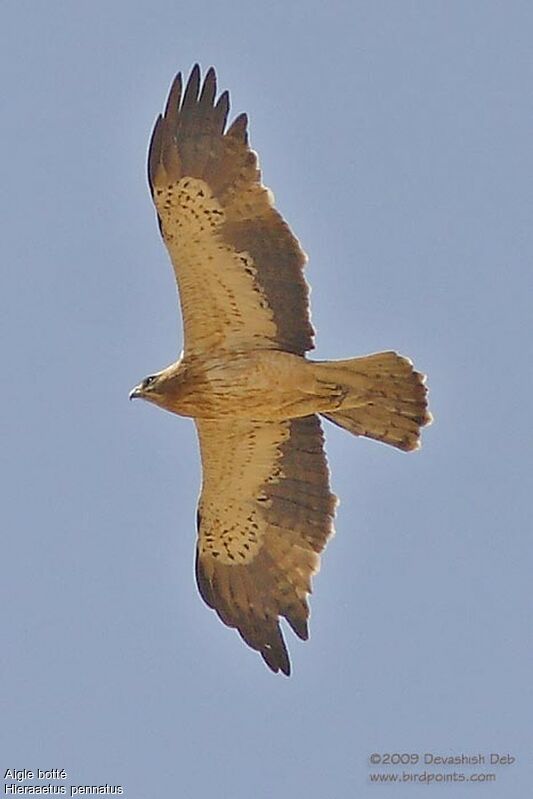 Booted Eagle