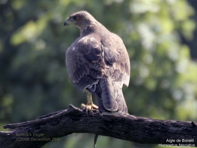 Bonelli's Eagle male adult