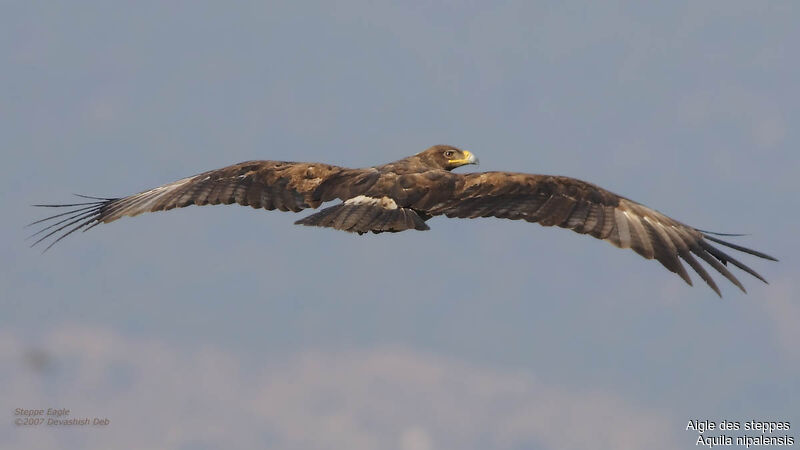 Aigle des steppesadulte