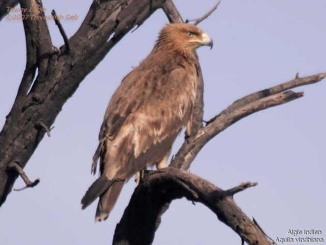 Aigle indien