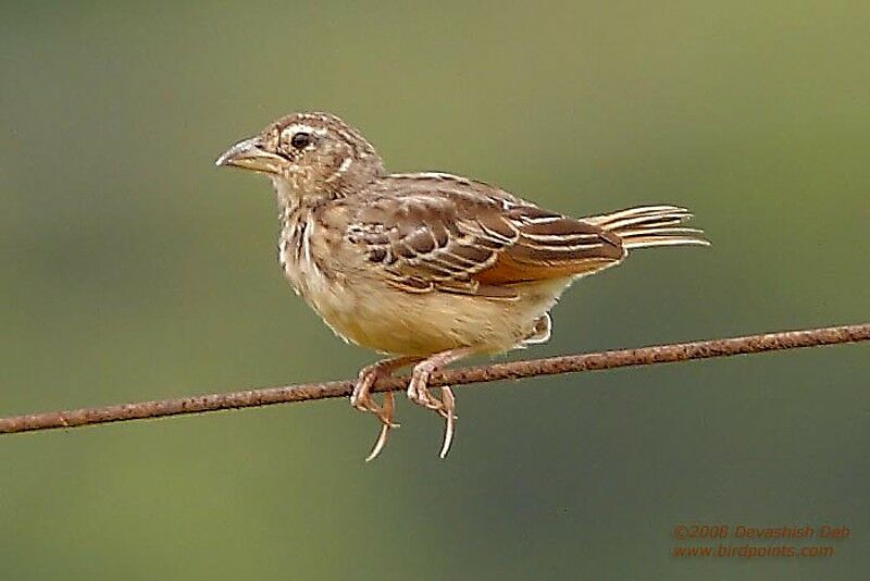 Bengal Bush Lark