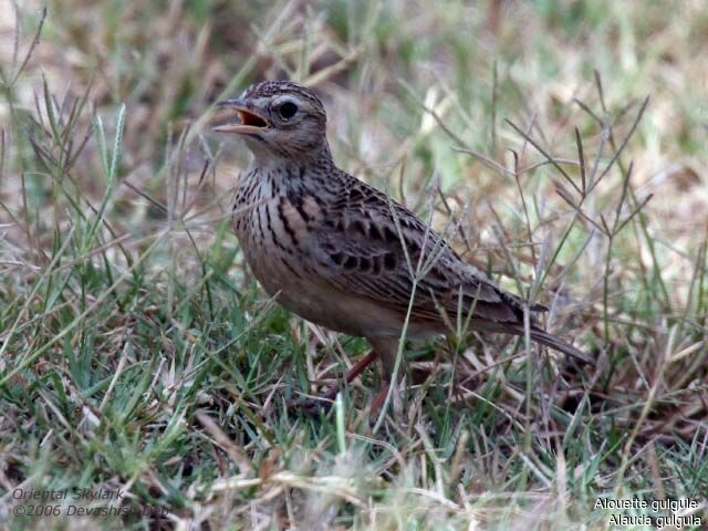 Oriental Skylarkadult