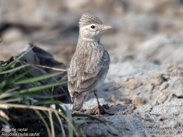 Sand Lark