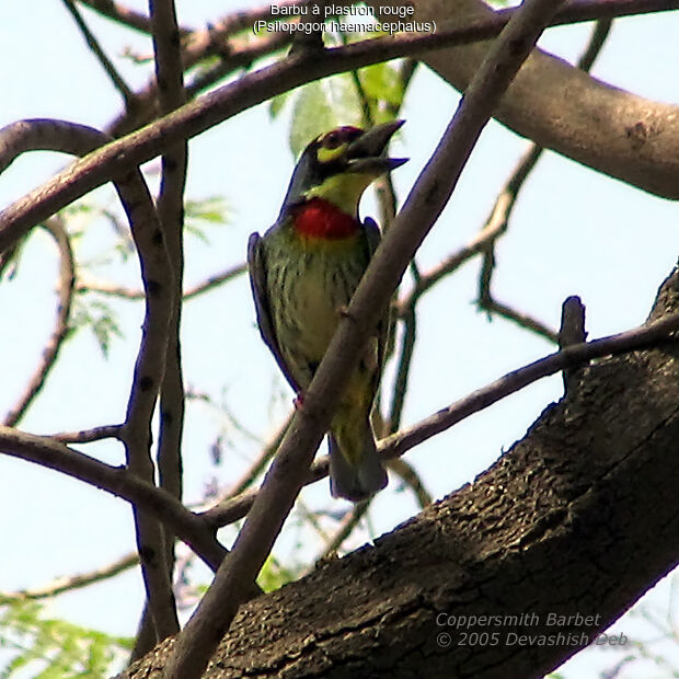 Coppersmith Barbet