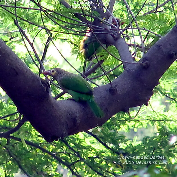 Brown-headed Barbet