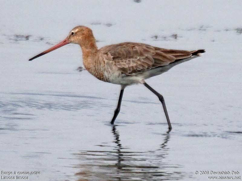 Black-tailed Godwitadult