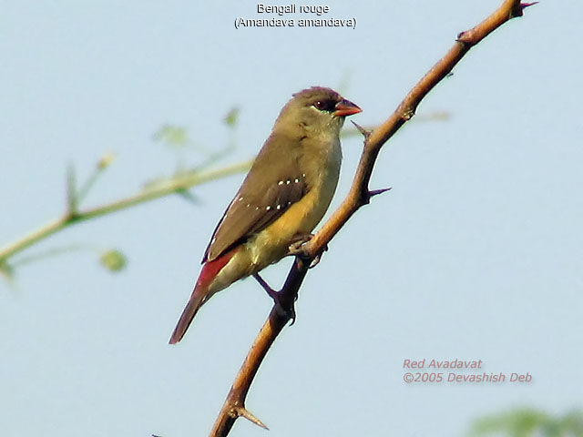 Red Avadavat