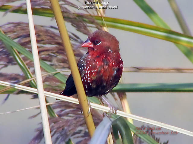 Bengali rouge