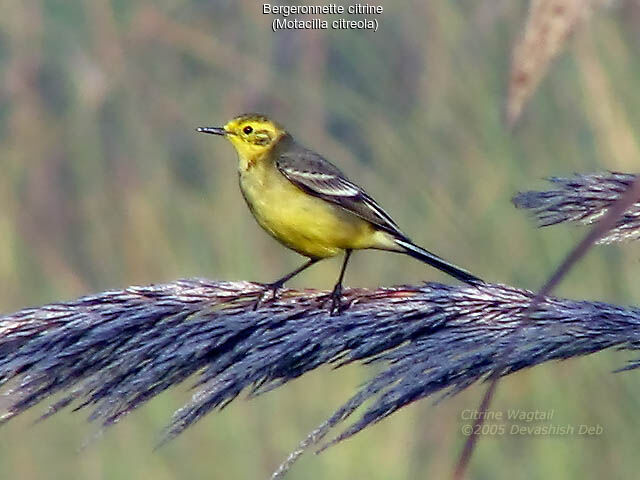 Citrine Wagtail