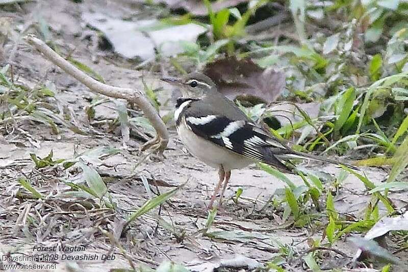 Bergeronnette de forêtadulte, identification