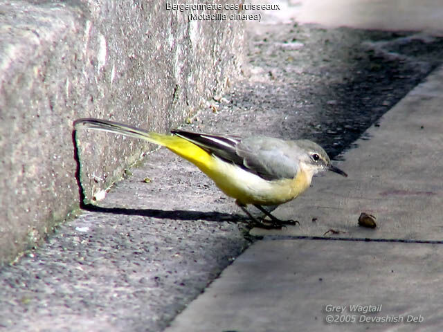 Grey Wagtail