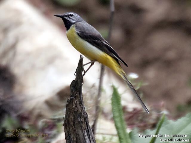 Grey Wagtail male adult breeding