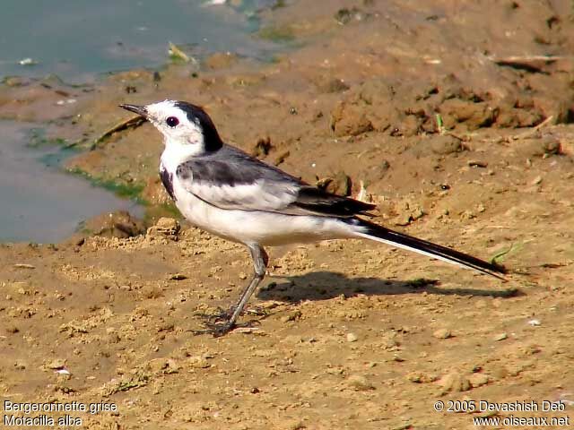 White Wagtailadult