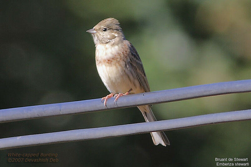 White-capped Bunting male immature