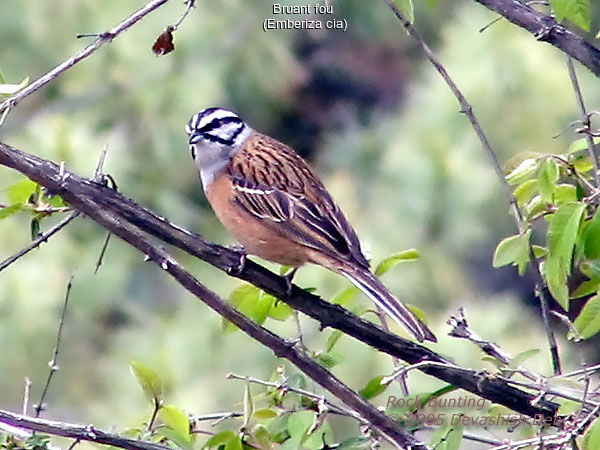 Rock Bunting