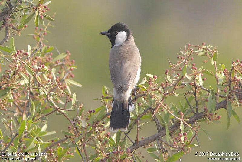 White-eared Bulbuladult