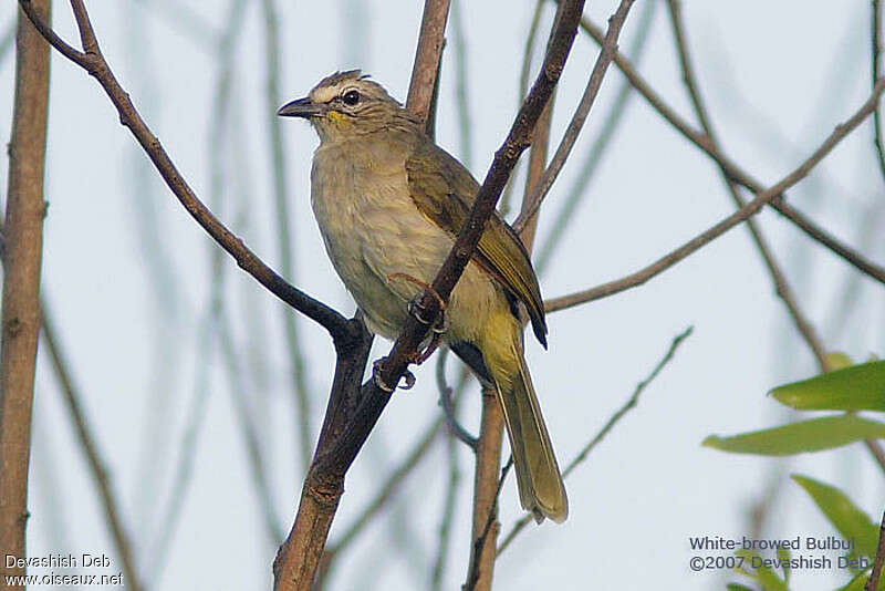 White-browed Bulbuladult, identification