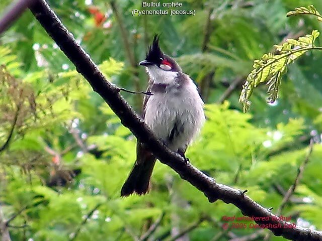 Bulbul orphée