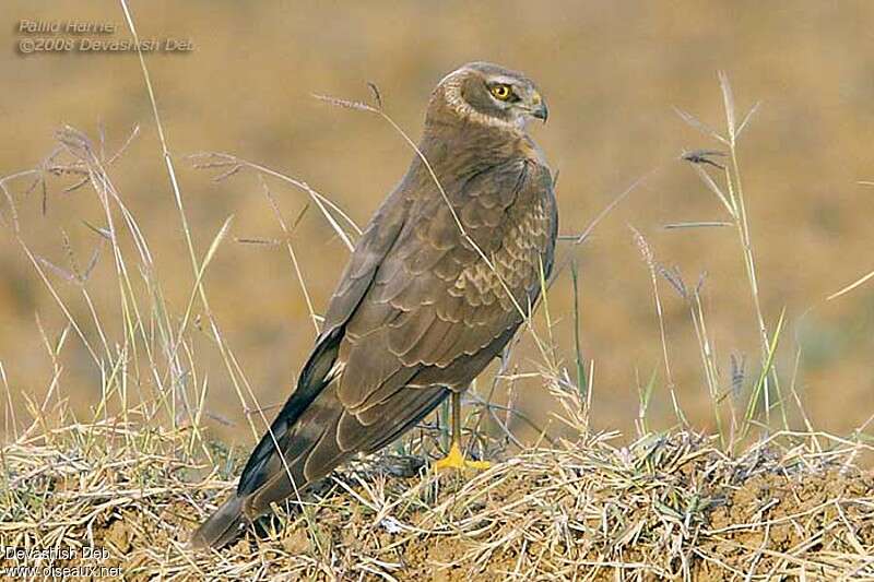 Pallid Harrier female adult, identification