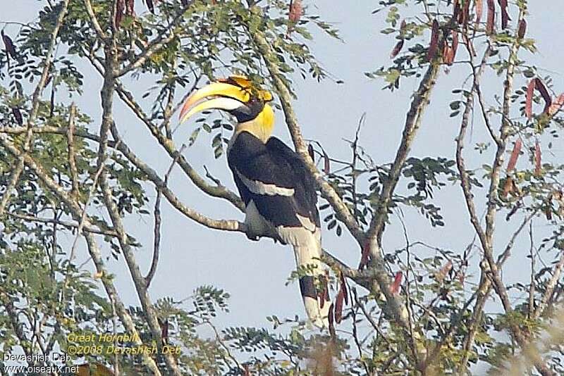 Great Hornbill male adult, habitat, camouflage, pigmentation