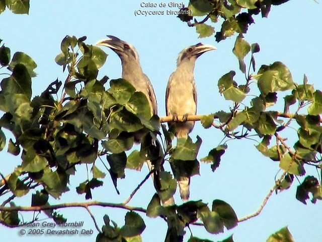 Indian Grey Hornbill