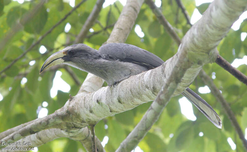 Malabar Grey Hornbill female adult, identification