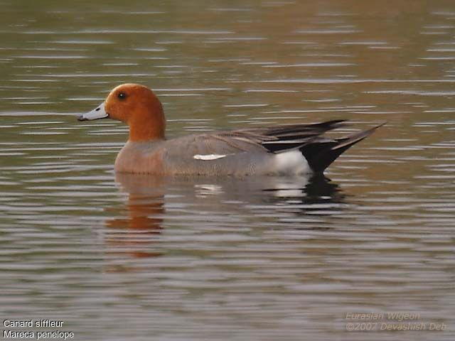 Eurasian Wigeon male