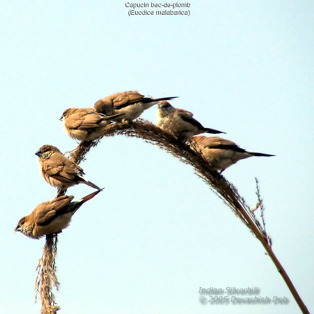 Indian Silverbill