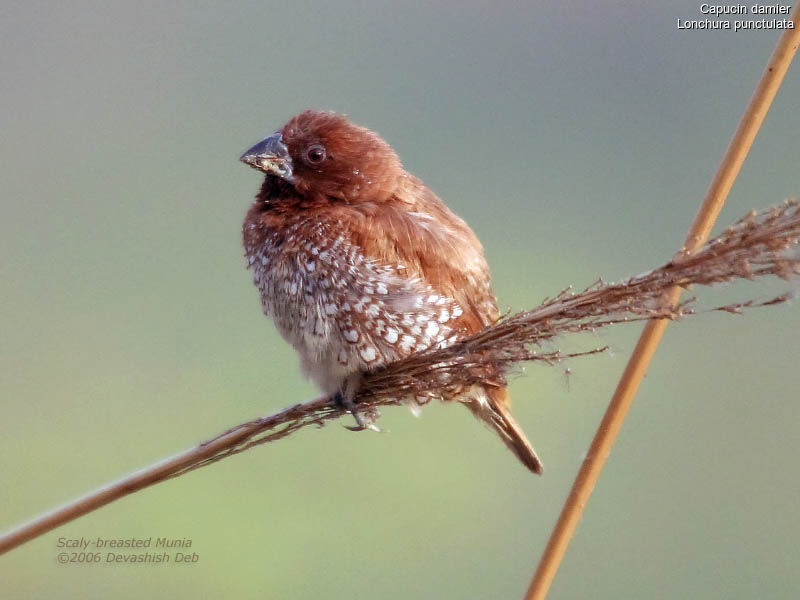 Scaly-breasted Munia