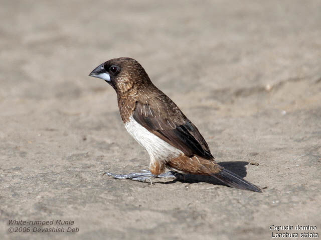 White-rumped Muniaadult