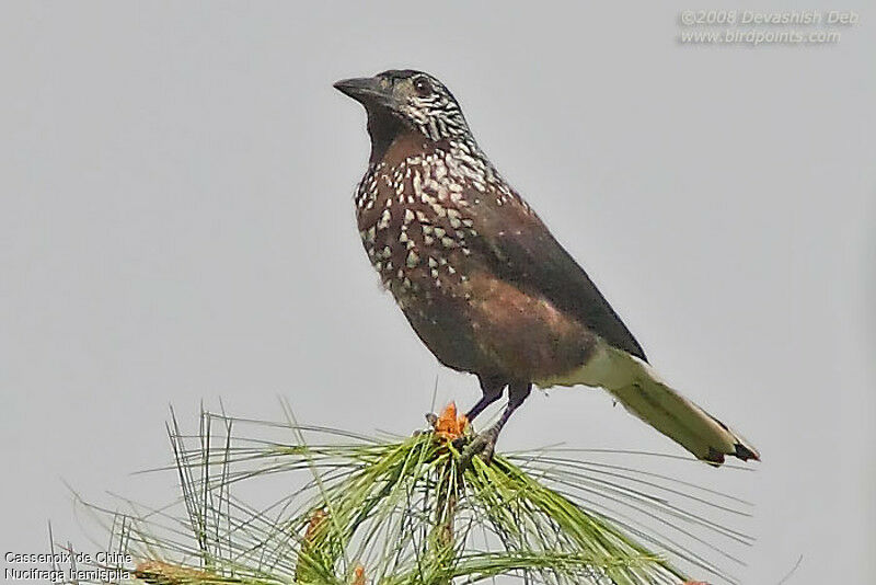 Cassenoix de Chineadulte, identification