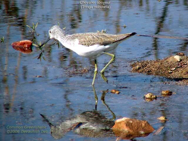 Common Greenshank