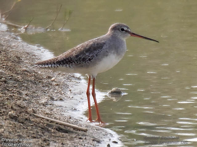 Spotted Redshankadult post breeding