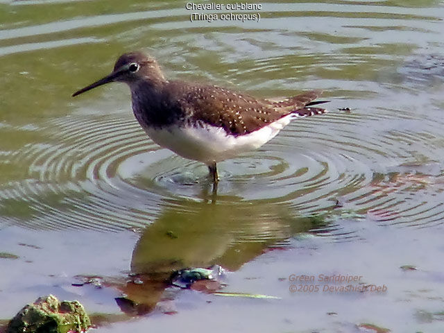 Green Sandpiper