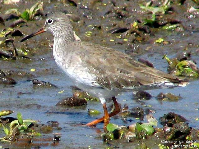 Common Redshankadult